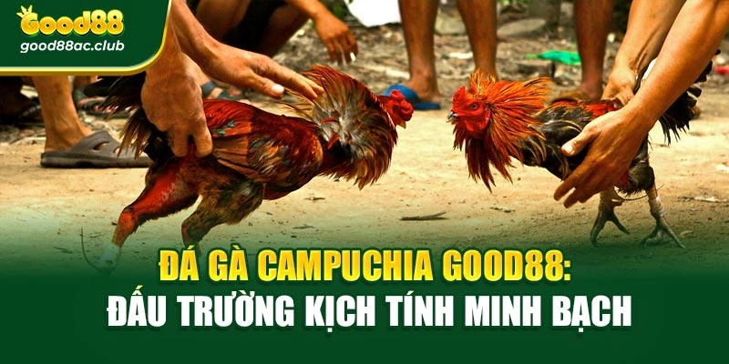Đá Gà Campuchia Good88: Đấu Trường Kịch Tính Minh Bạch